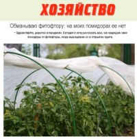 Опыт борьбы с фитофторой на томатах