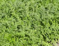 Осенняя посадка сидератов