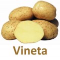 Картофель &quot;Винета&quot; и &quot;Янка&quot; на своем огороде